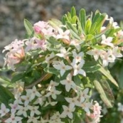 Daphne x burkwoodii 'Somerset'