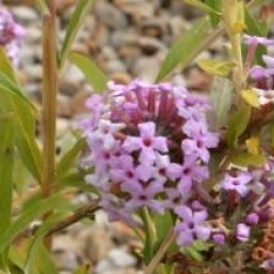 Buddleja alternifolia - Buddleia altenifolia