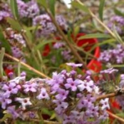 Buddleja alternifolia