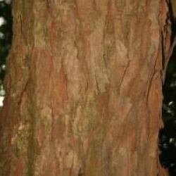 Acer buergerianum