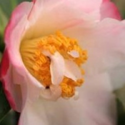 Camellia 'Tiptoe'