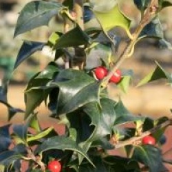 Ilex x aquipernyi Dragon Lady 'Meschick'