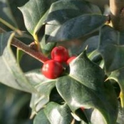 Ilex x aquipernyi Dragon Lady 'Meschick'