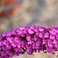 Buddleia Santana �