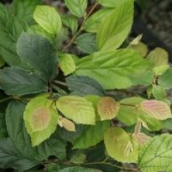 Parrotia subaequalis - Parrotie subaequalis