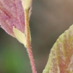 Parrotia subaequalis