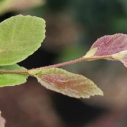 Parrotia subaequalis
