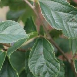 Parrotia subaequalis