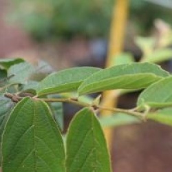 Parrotia subaequalis