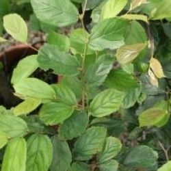 Parrotia subaequalis