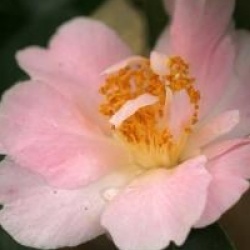 Camellia 'Tiptoe'
