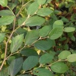 Parrotia subaequalis