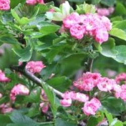 Crataegus laevigata 'Rosea Flore Pleno'