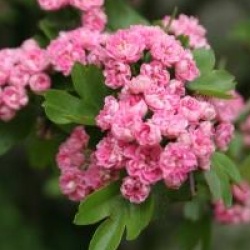 Aub�pine � fleurs roses