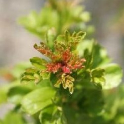 Crataegus laevigata 'Rosea Flore Pleno'