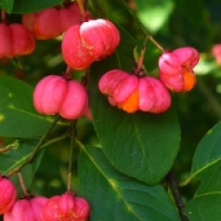 Euonymus europaeus - Fusain d'Europe 