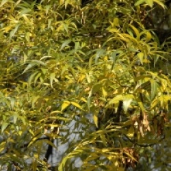 Fraxinus angustifolia 