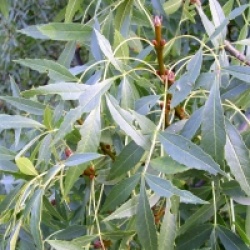Fraxinus angustifolia 