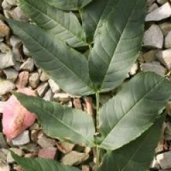 Fraxinus excelsior 'Jaspidea' - Fr�ne � bois jaune 