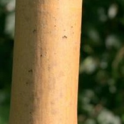 Fraxinus excelsior 'Jaspidea'