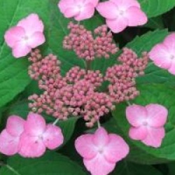 Hydrangea serrata Avelroz � 'Dolmyf' cov 