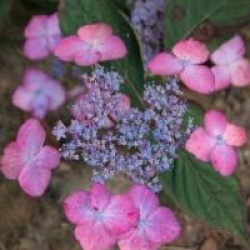 Hydrangea serrata Avelroz � 'Dolmyf' cov 