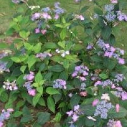 Hydrangea serrata Avelroz � 'Dolmyf' cov 
