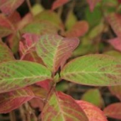 Hydrangea serrata Avelroz � 'Dolmyf' cov 