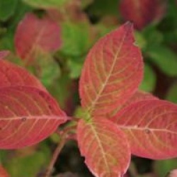 Hydrangea serrata Avelroz � 'Dolmyf' cov 