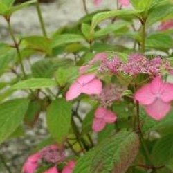 Hydrangea serrata Avelroz � 'Dolmyf' cov 