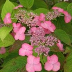 Hydrangea serrata Avelroz � 'Dolmyf' cov 