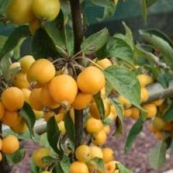 Malus 'Golden Hornet'