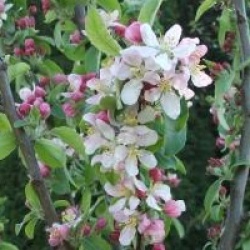 Malus 'Golden Hornet'