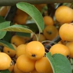 Pommier � fleurs Golden Hornet