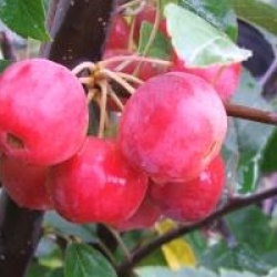 Malus x robusta 'Red Sentinel'