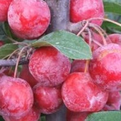 Malus x robusta 'Red Sentinel'
