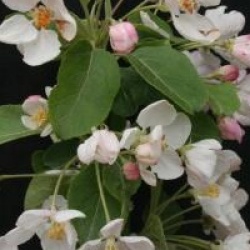 Malus x robusta 'Red Sentinel'