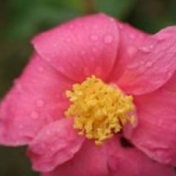 Camellia 'Winter's Fire'