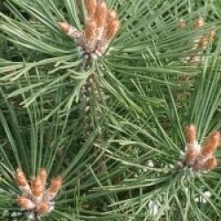 Pinus nigra Brepo � 'Pierrick Bregeon' cov 