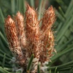 Pinus nigra Brepo � 'Pierrick Bregeon' cov 