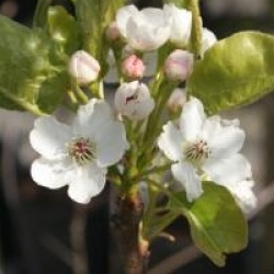 Pyrus calleryana 'Chanticleer'