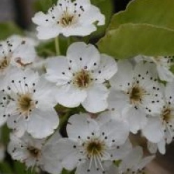 Pyrus calleryana 'Chanticleer' - Poirier � fleurs Chanticleer