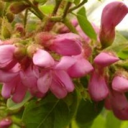 Robinia boyntonii