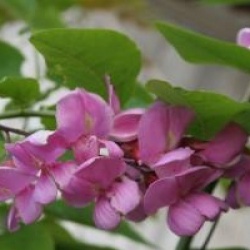 Robinia x margaretta Casque Rouge 'Flemor' - Acacia Casque Rouge 