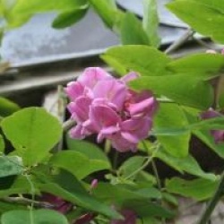 Robinia x margaretta Casque Rouge 'Flemor'