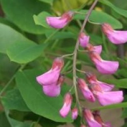 Robinia x margaretta Casque Rouge 'Flemor'