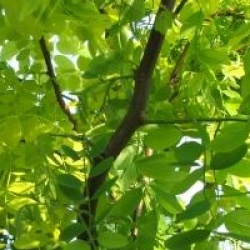 Robinia pseudoacacia 'Tortuosa'