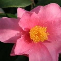 Camellia 'Winter's Fire'