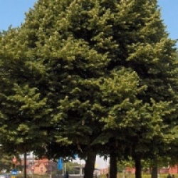 Tilia tomentosa - Tilleul argent�