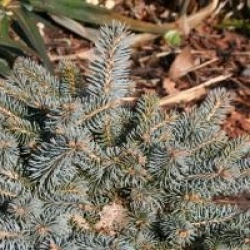 Picea pungens 'Globosa'
